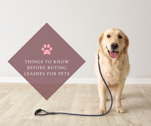 Things to know before buying Leashes for pets